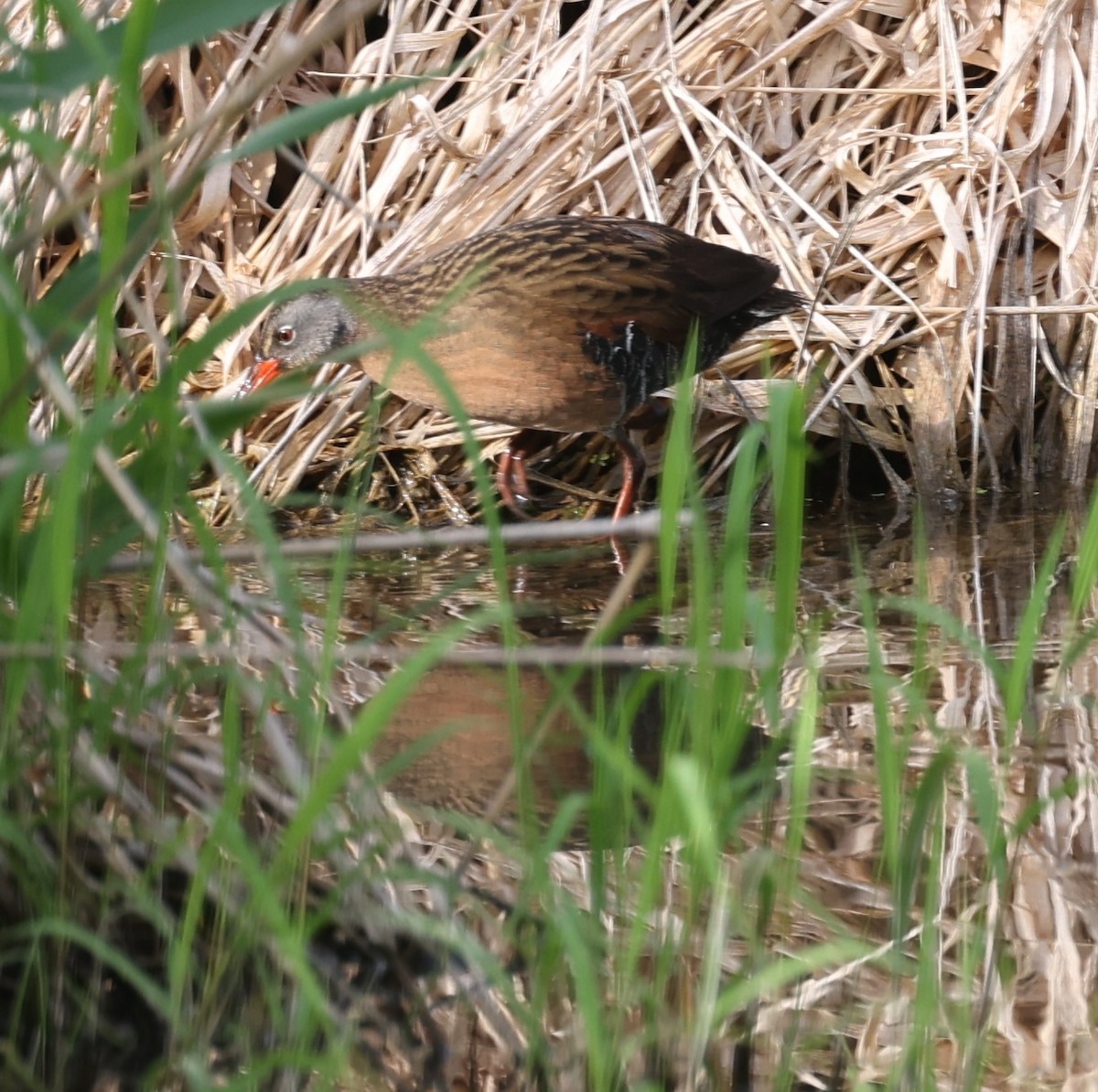 Virginia Rail (Virginia) - ML573328661