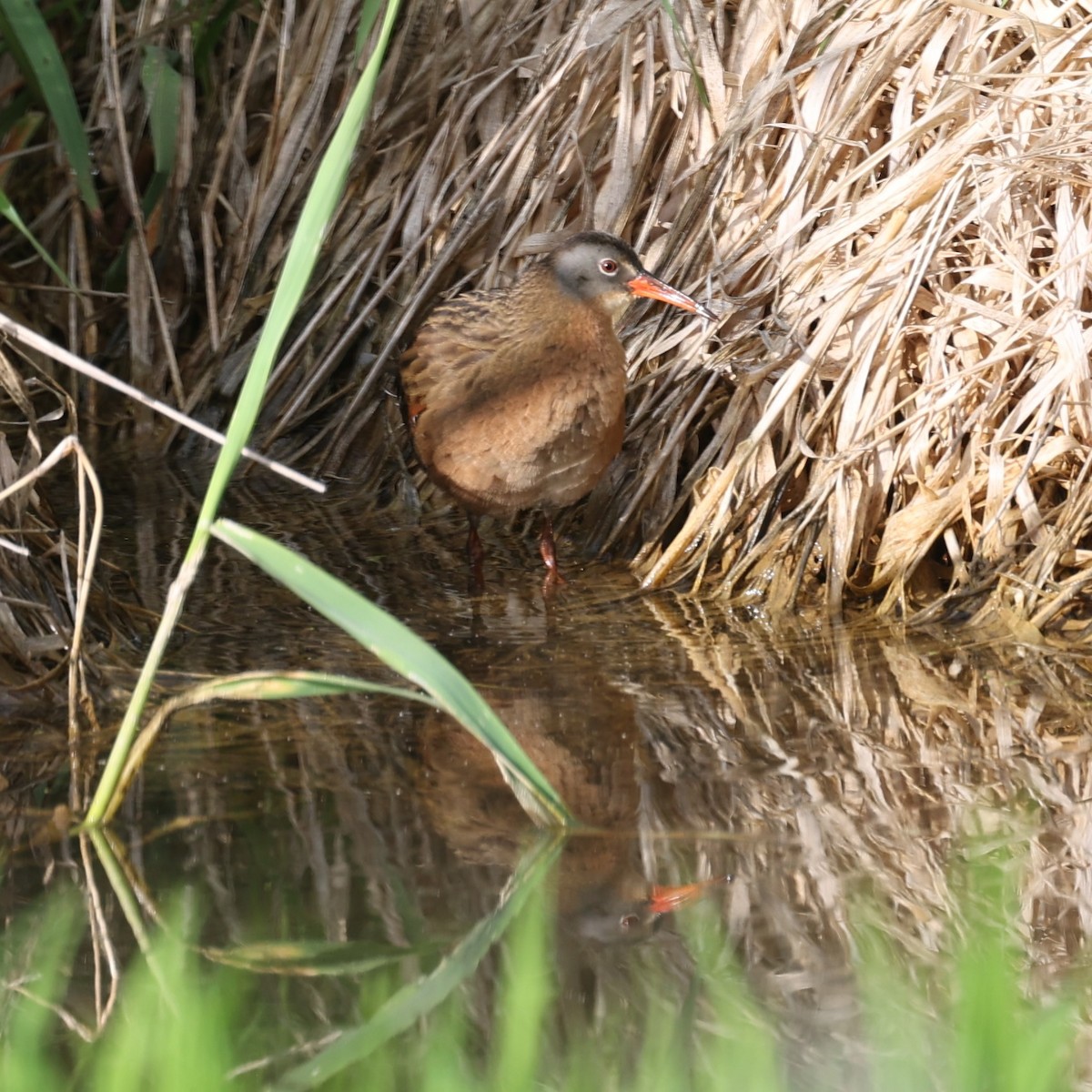 Virginia Rail (Virginia) - ML573328671