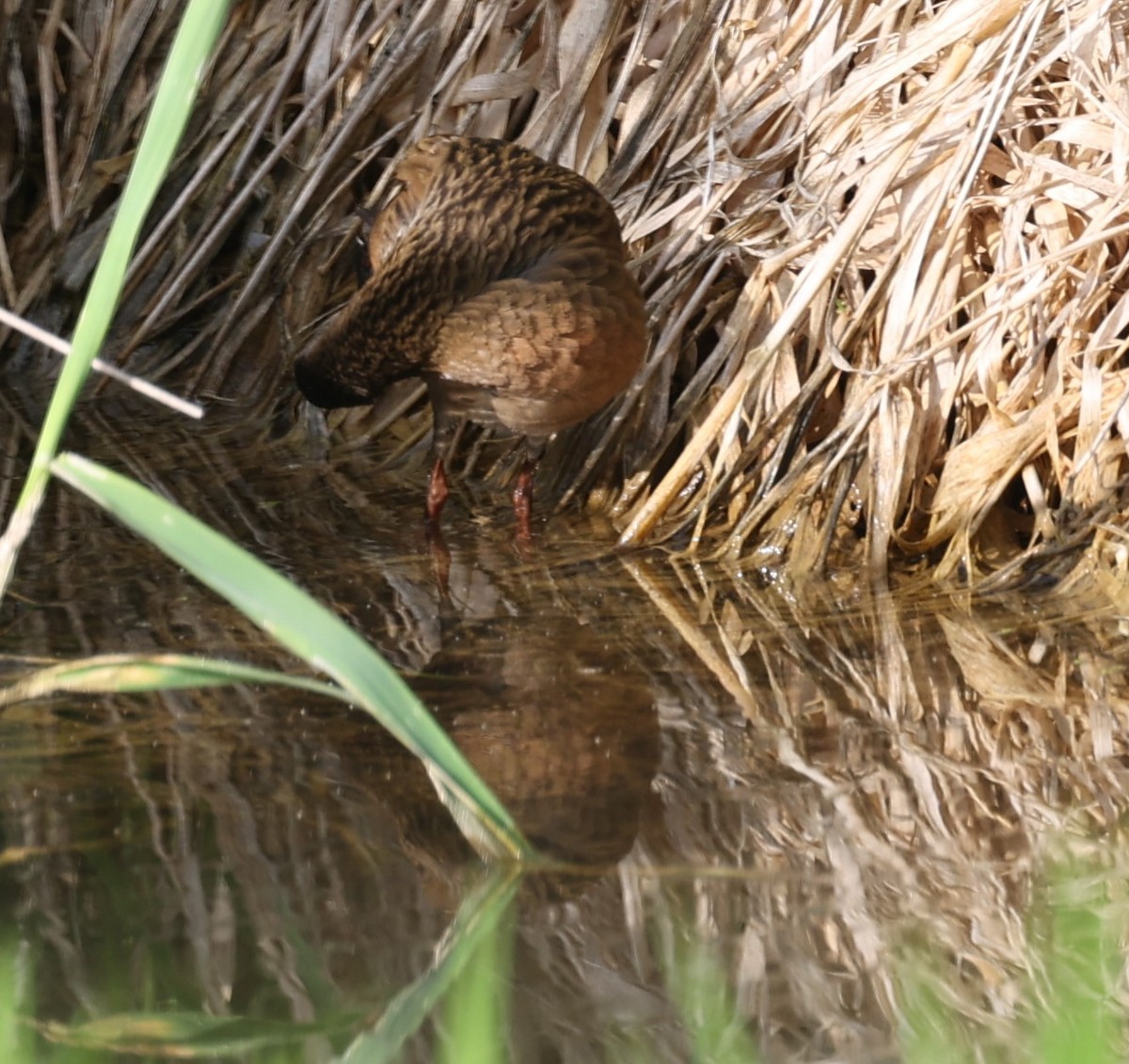 Virginia Rail (Virginia) - ML573328681