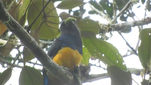 trogon zelenohřbetý - ML573328731