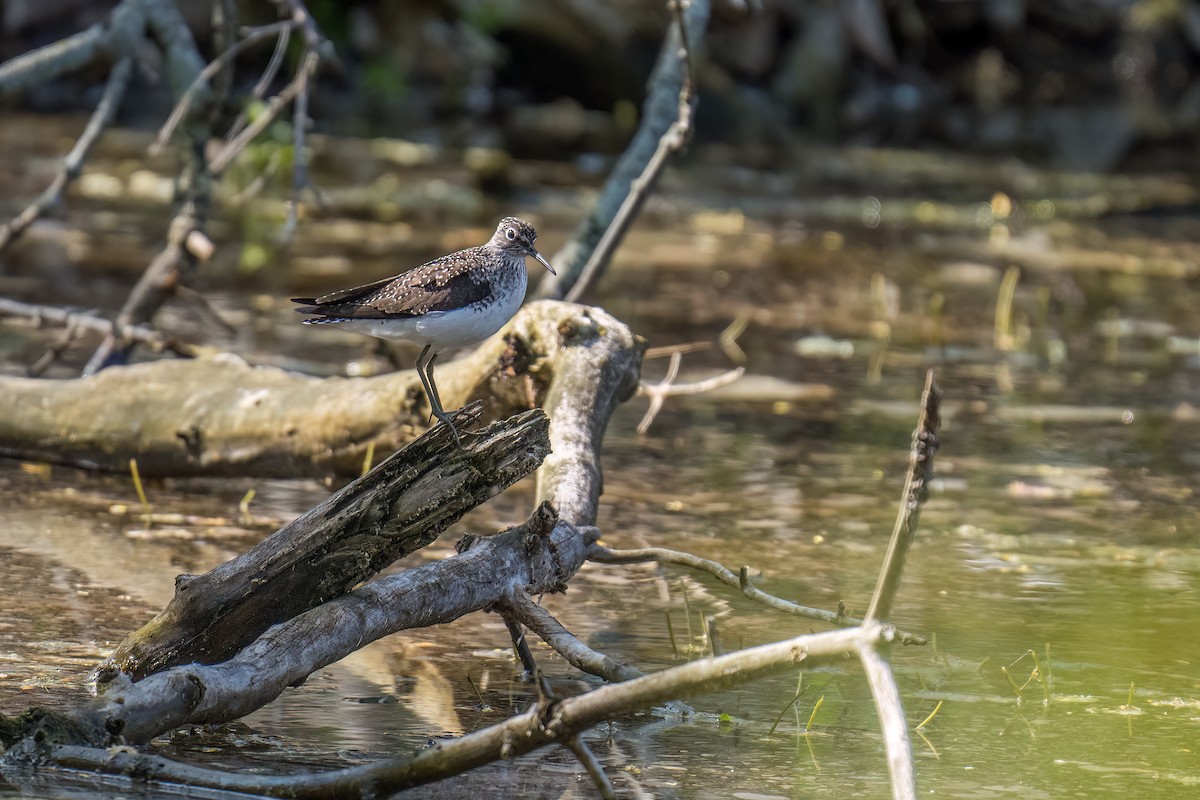 Solitary Sandpiper - ML573329041