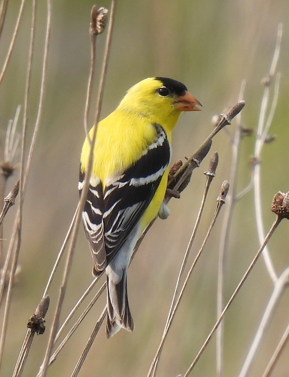 American Goldfinch - ML573329301