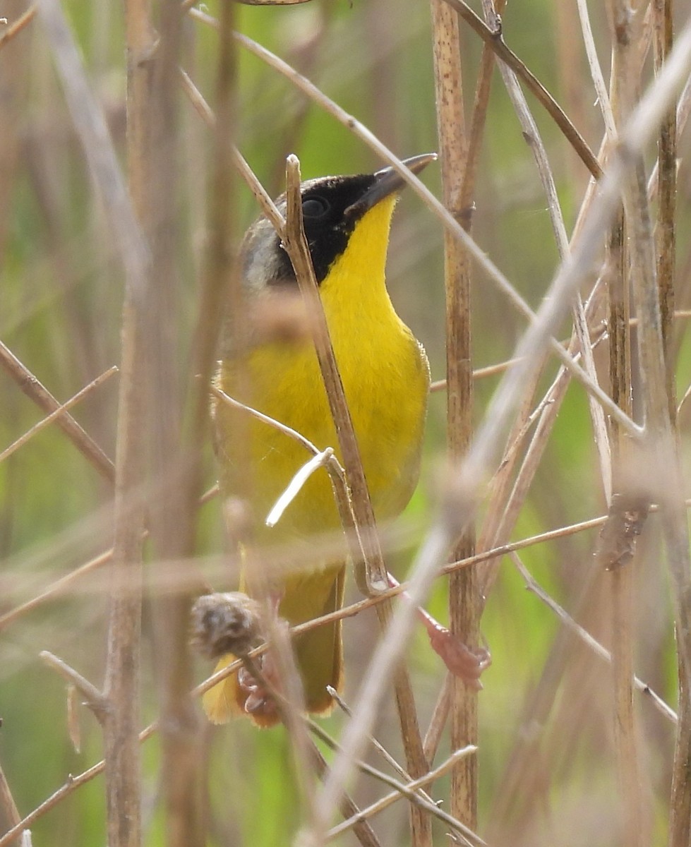 Common Yellowthroat - ML573329561