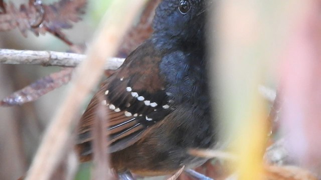 Zimmer's Antbird - ML573329741