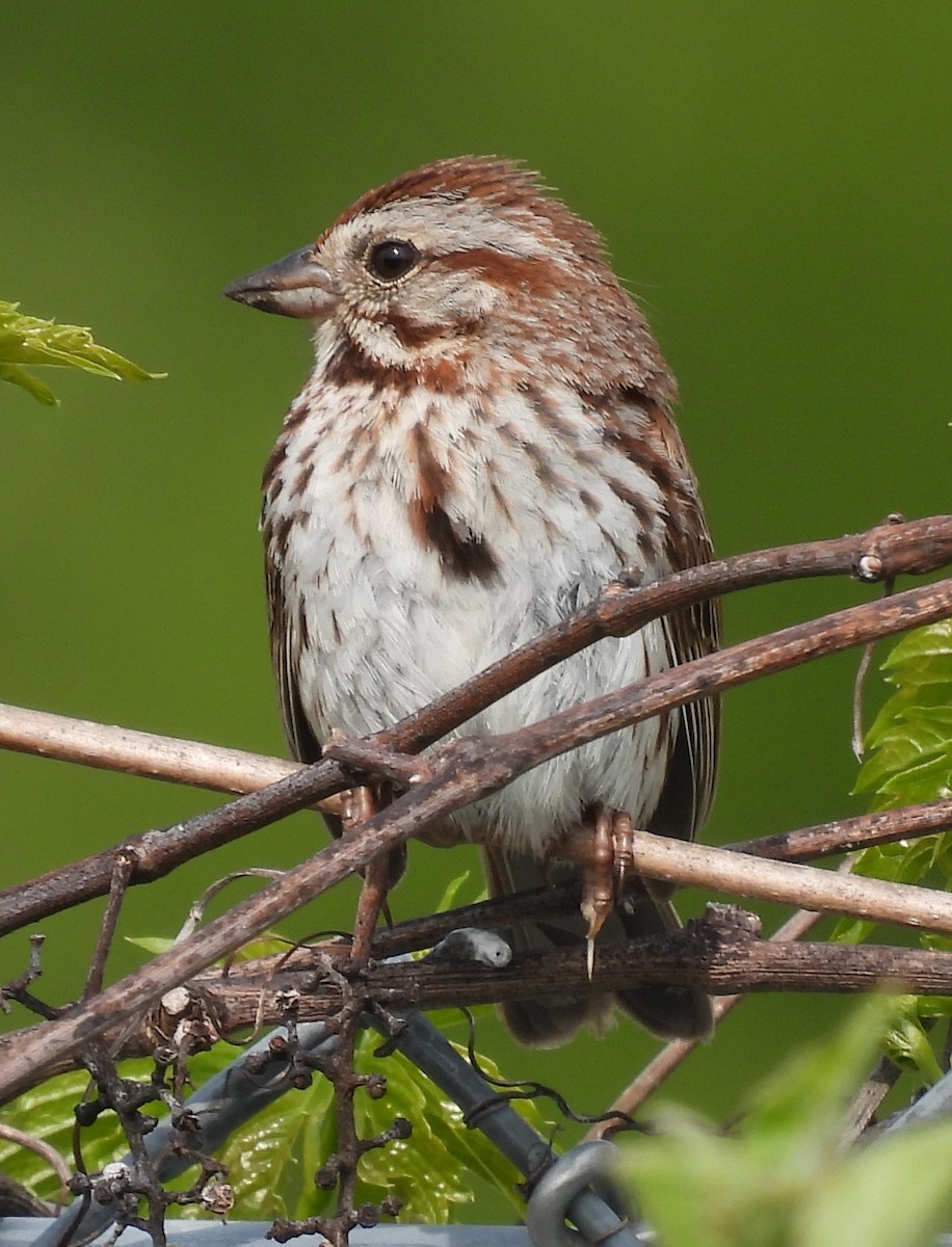 Song Sparrow - ML573329901