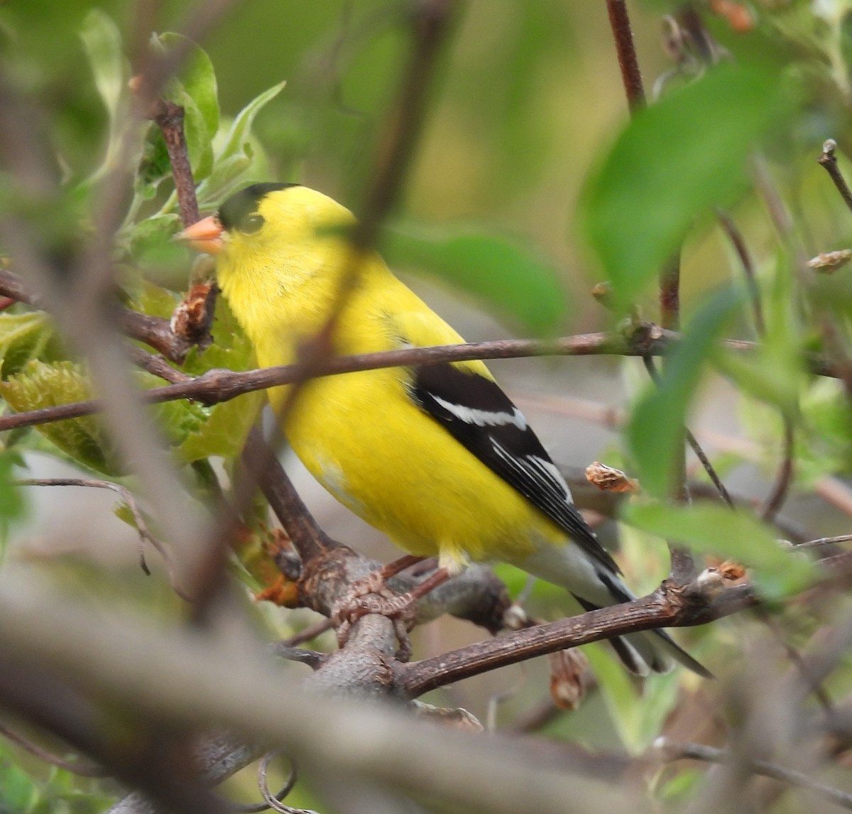 American Goldfinch - ML573330281