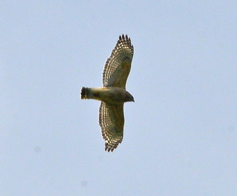 Red-shouldered Hawk - Bill Telfair