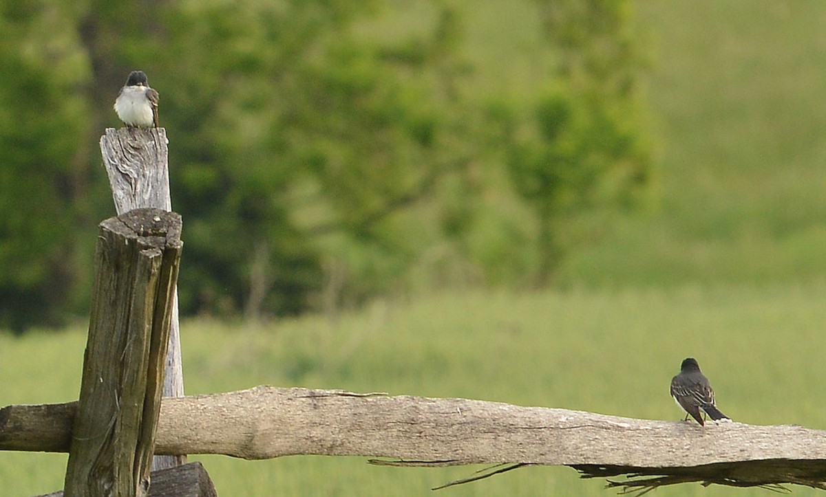 Eastern Kingbird - ML573331131