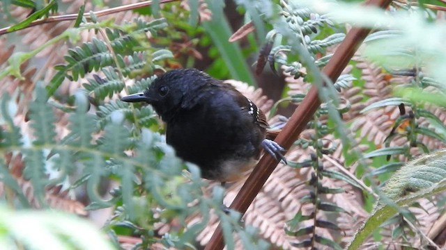 Zimmer's Antbird - ML573331141