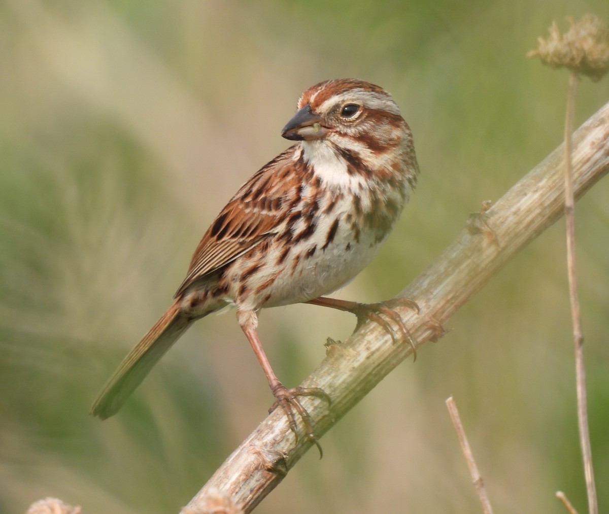 Song Sparrow - ML573331271