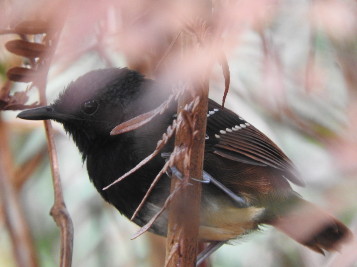 Zimmer's Antbird - Agustin Carrasco