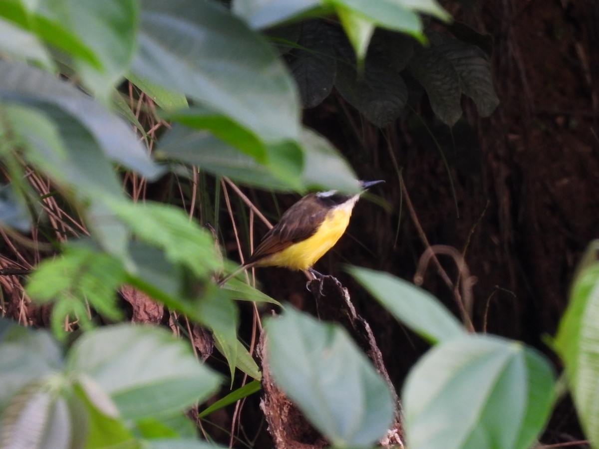 Lesser Kiskadee - ML573331571