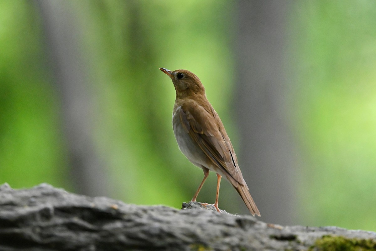 Veery - ML573332171