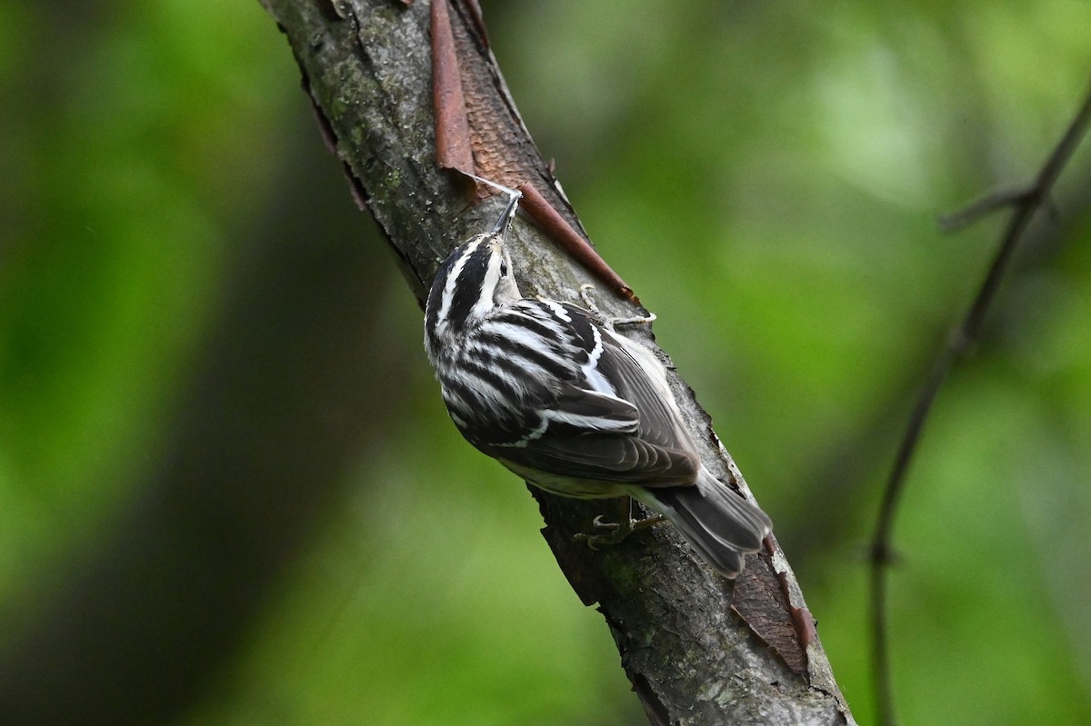 Black-and-white Warbler - ML573332821