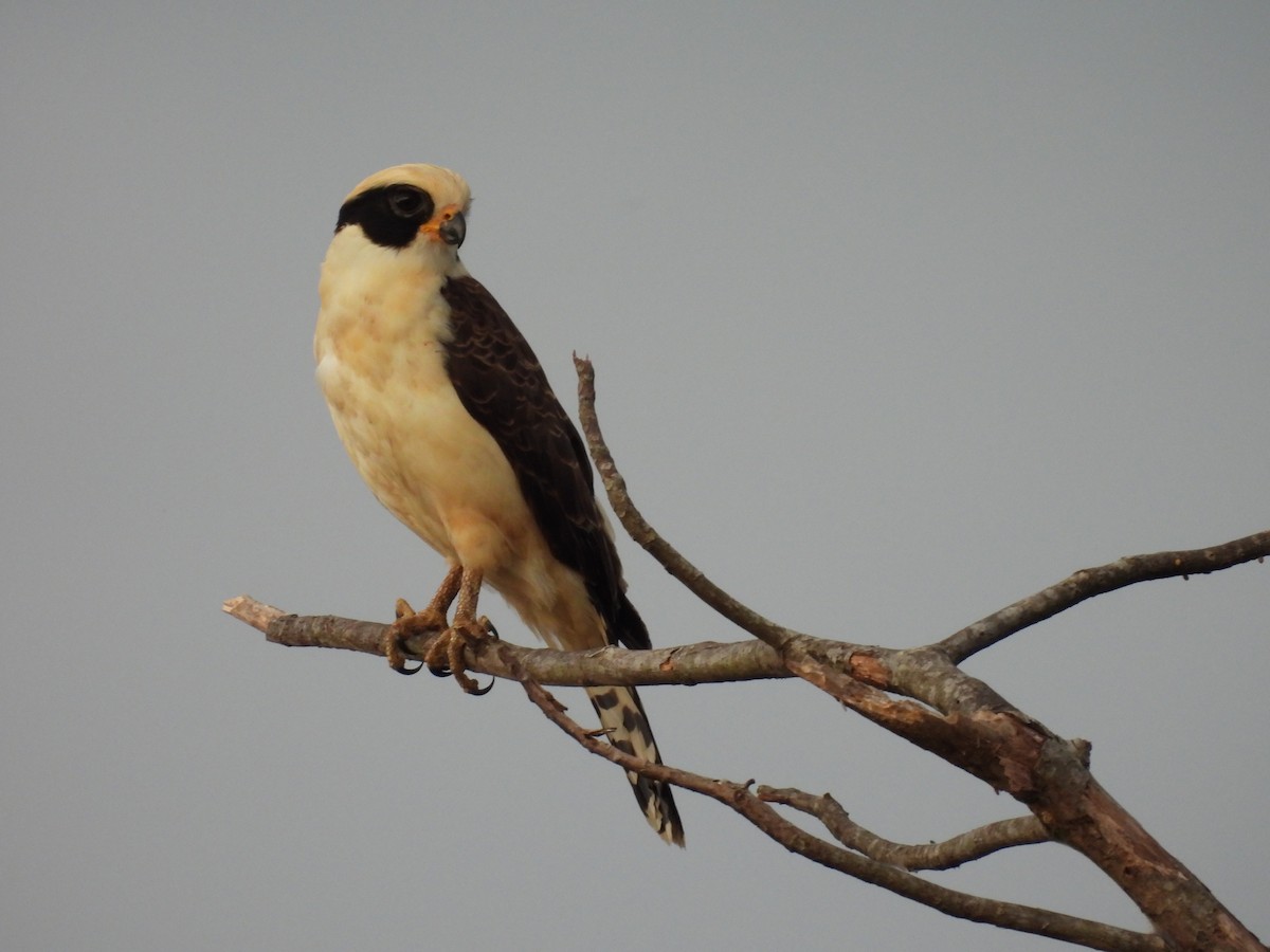 Laughing Falcon - ML573332881