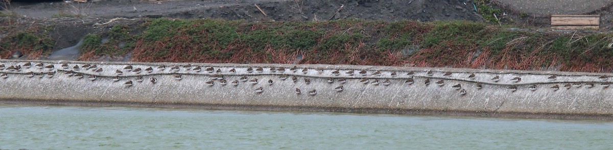 Ruddy Turnstone - ML573334031