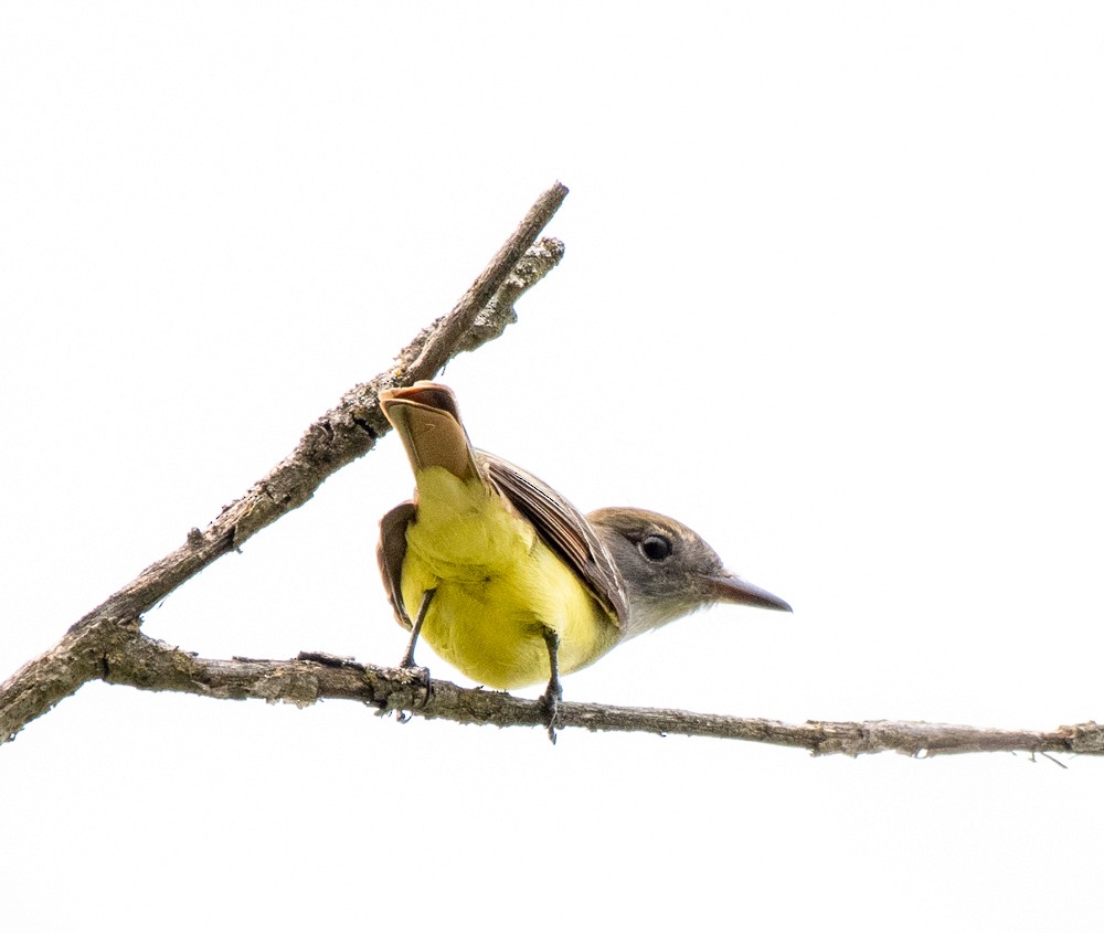 Great Crested Flycatcher - Estela Quintero-Weldon