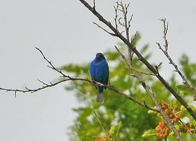 Indigo Bunting - Bill Telfair