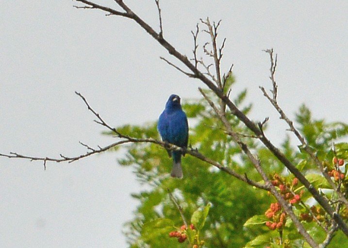 Indigo Bunting - Bill Telfair