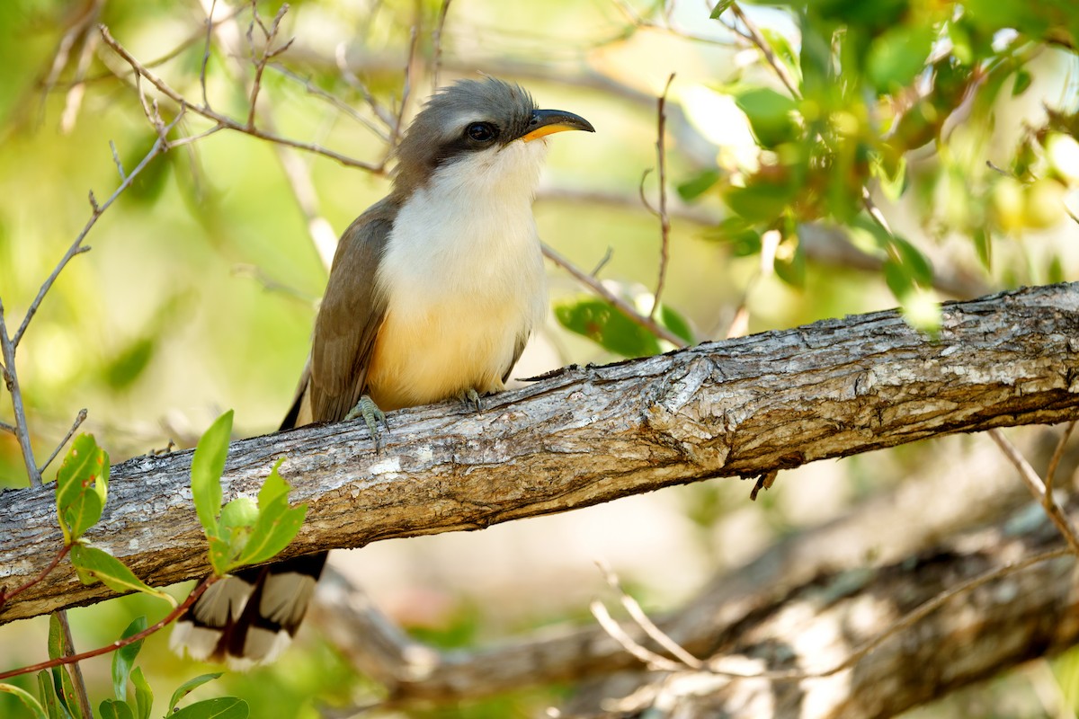 Mangrove Cuckoo - ML573334561