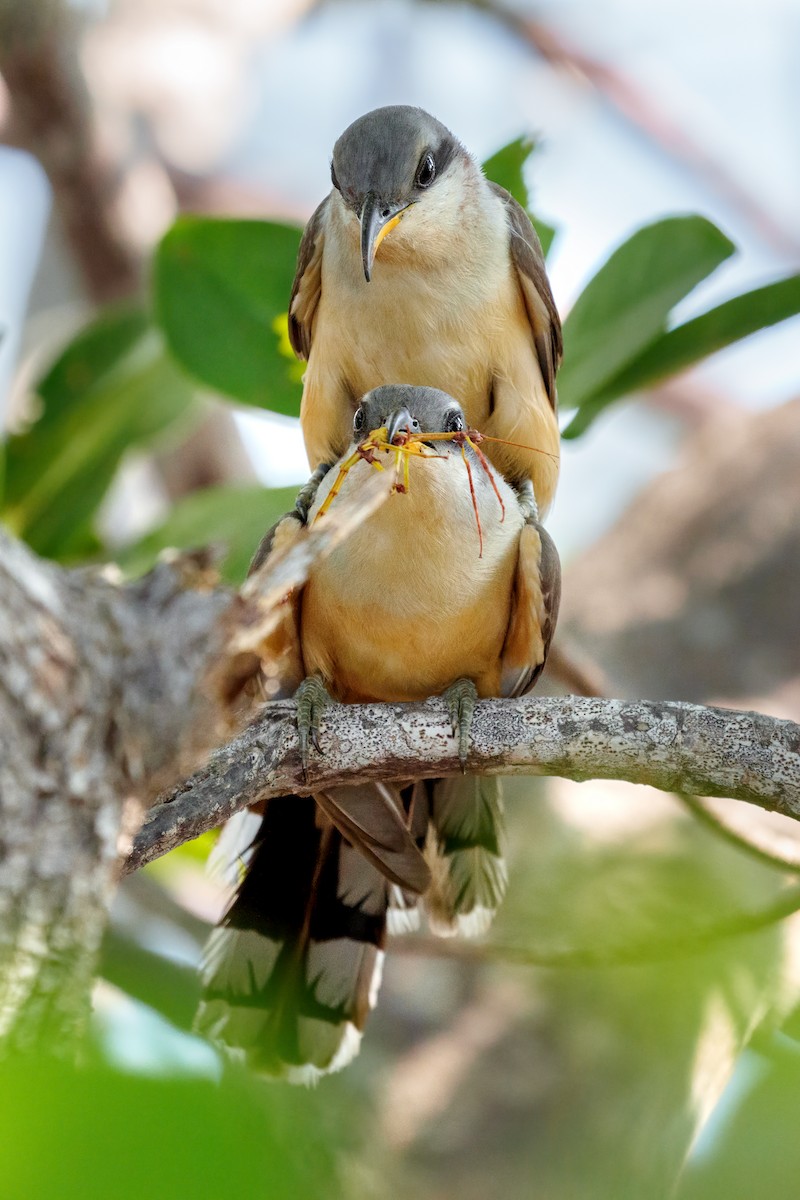 Mangrove Cuckoo - ML573334571