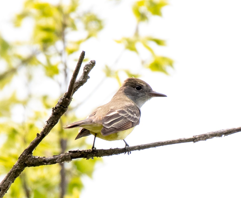 Great Crested Flycatcher - Estela Quintero-Weldon