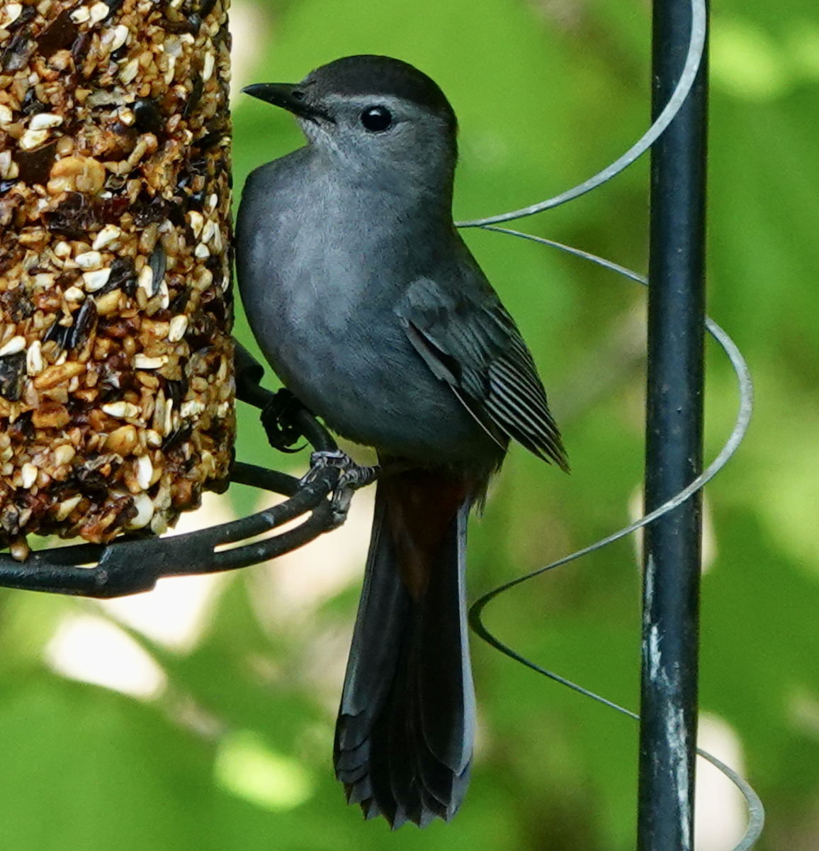 Gray Catbird - ML573335391