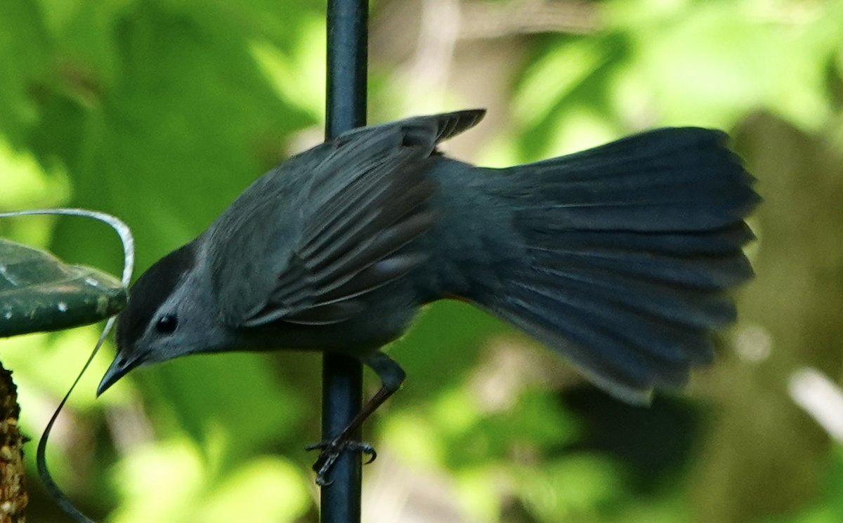 Gray Catbird - ML573335441