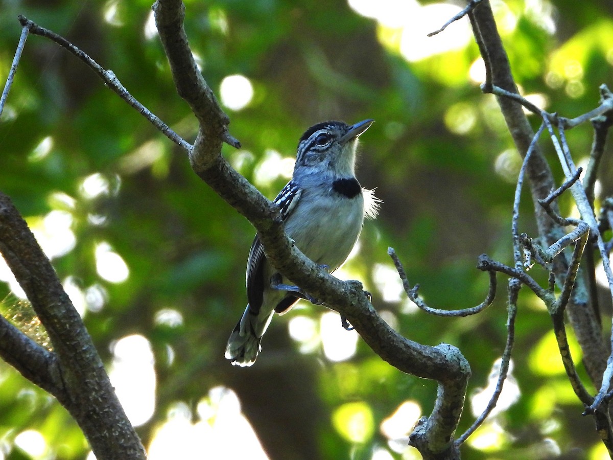 Pectoral Antwren - Braulio Carlos