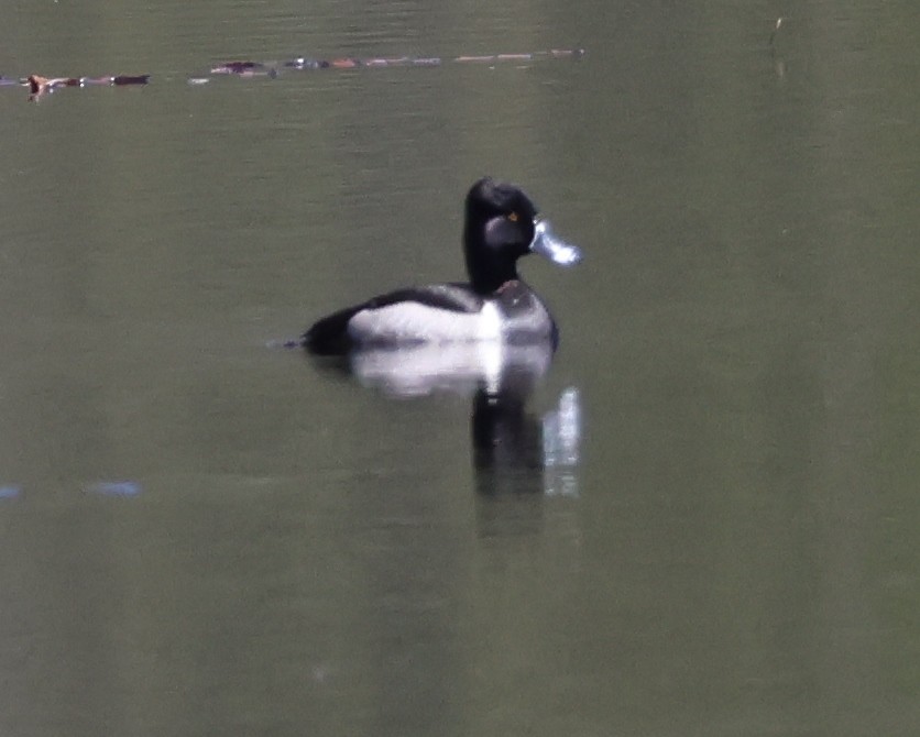 Ring-necked Duck - Jim Parker