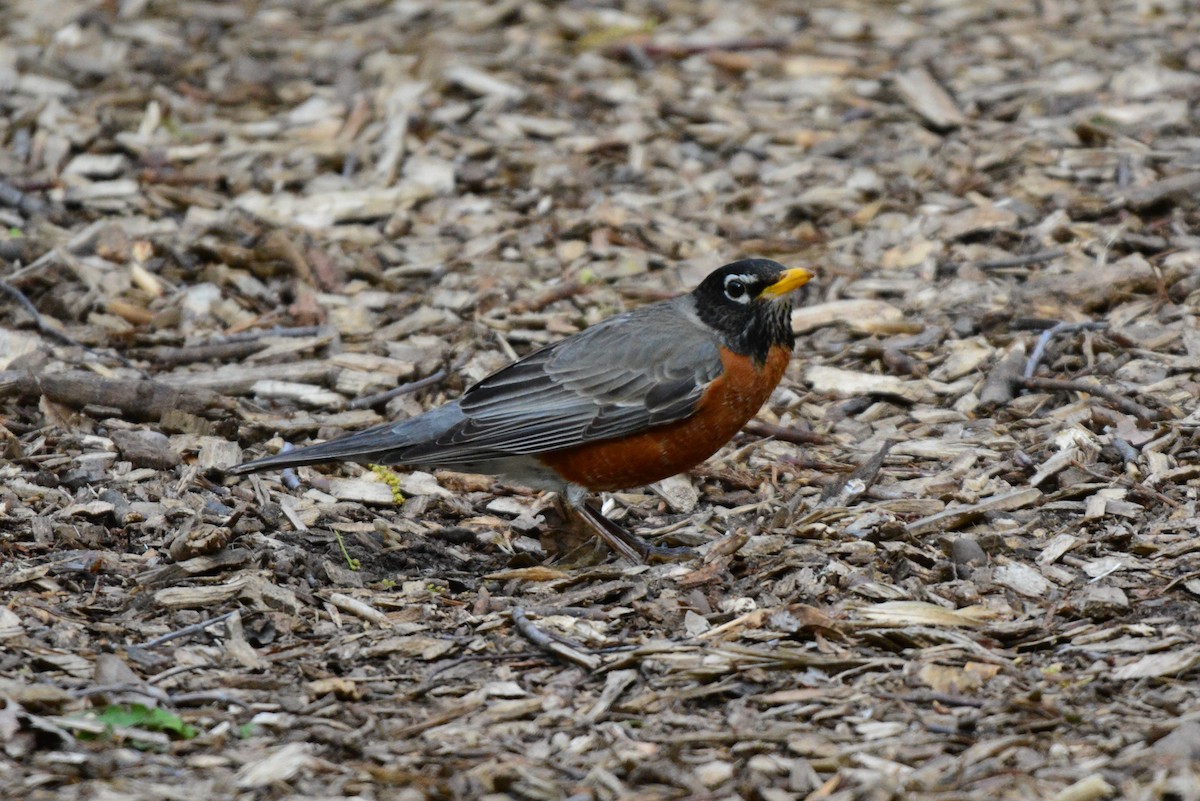 American Robin - ML57333661