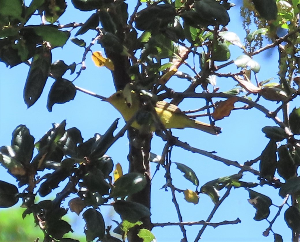 Yellow Warbler (Northern) - ML573337271