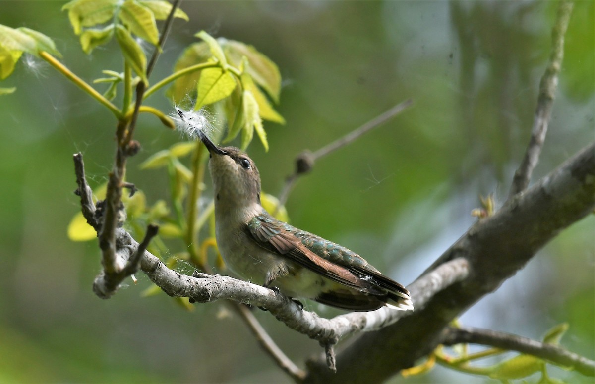 Ruby-throated Hummingbird - ML573337311