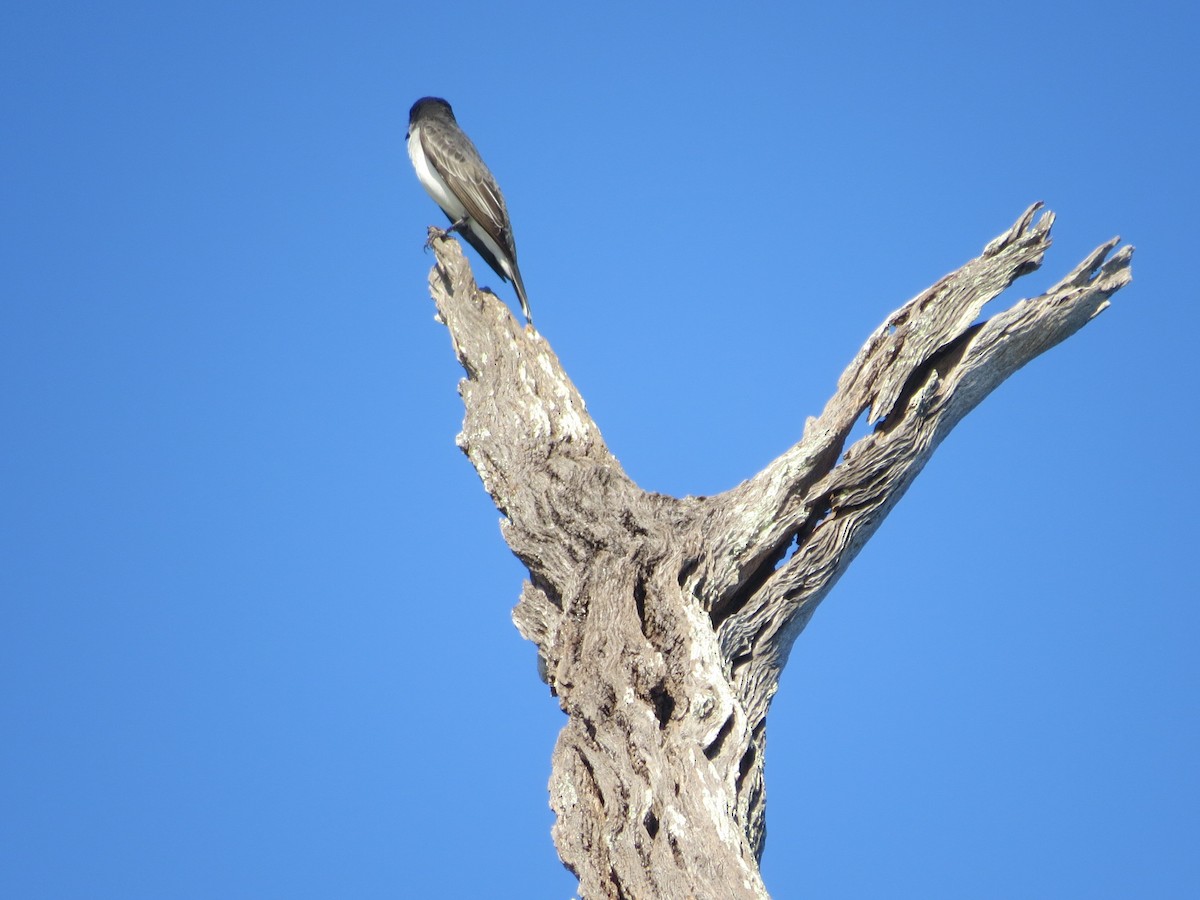 Eastern Kingbird - ML57333751