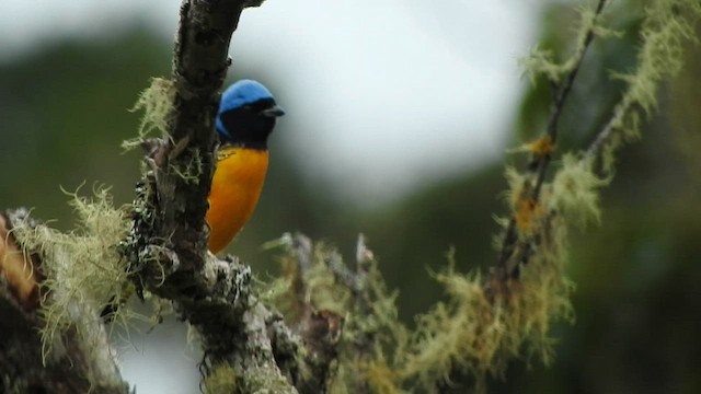 Golden-rumped Euphonia - ML573338081