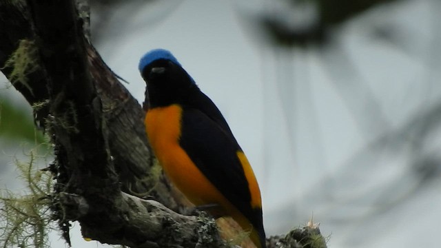 Golden-rumped Euphonia - ML573338191