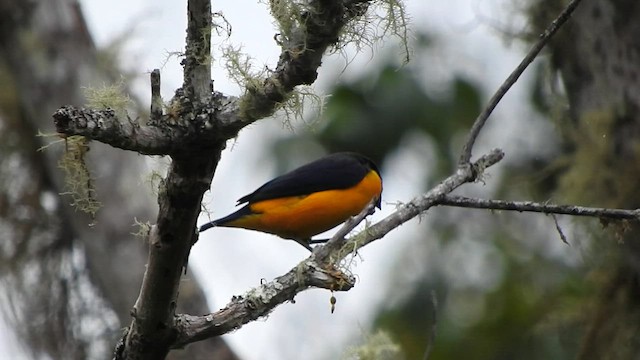 Golden-rumped Euphonia - ML573338201