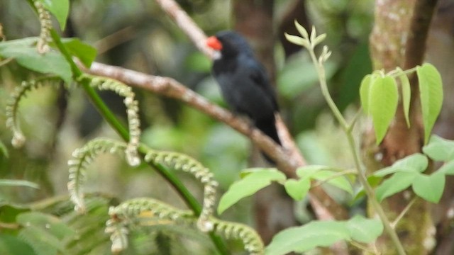 Slate-colored Grosbeak - ML573338241