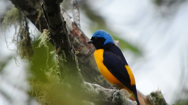 Golden-rumped Euphonia - ML573338251