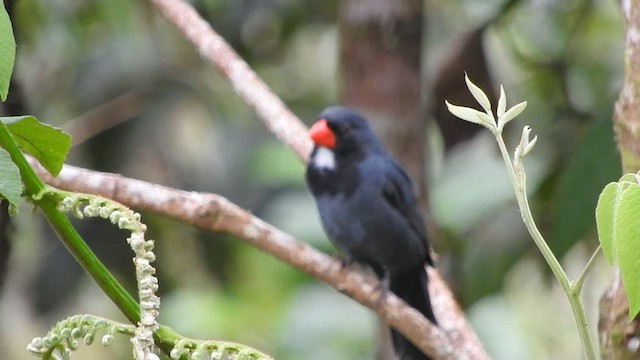 Slate-colored Grosbeak - ML573338261