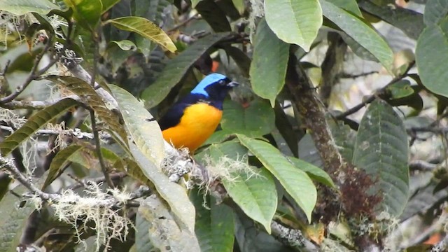 Golden-rumped Euphonia - ML573338271