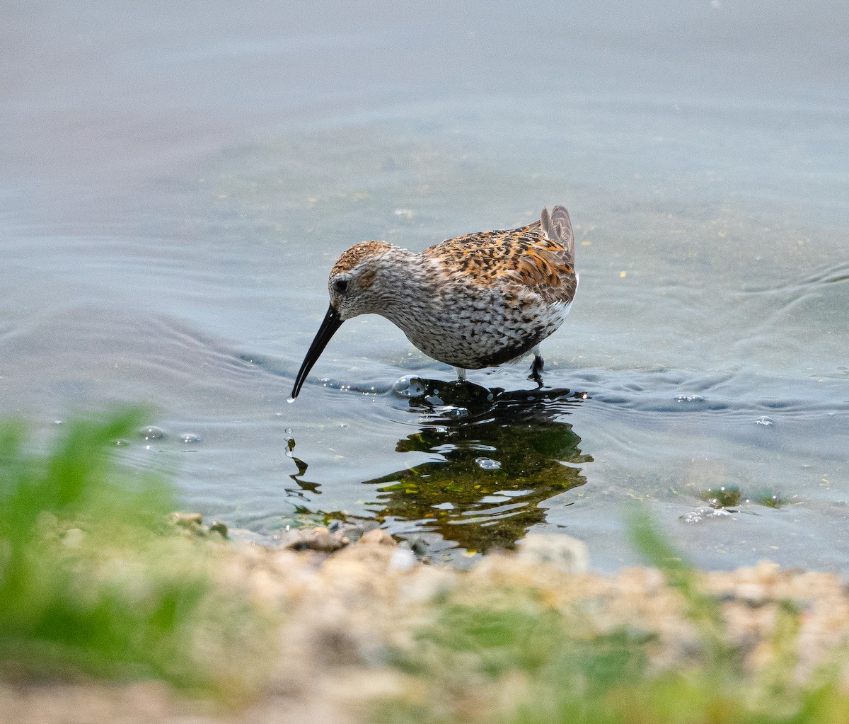 Dunlin - Beth Miller