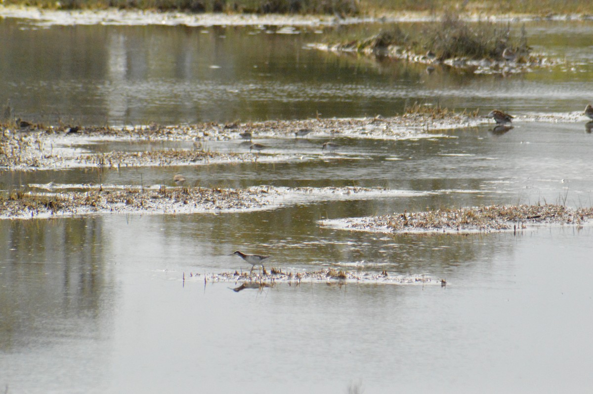 Wilson's Phalarope - ML573340071