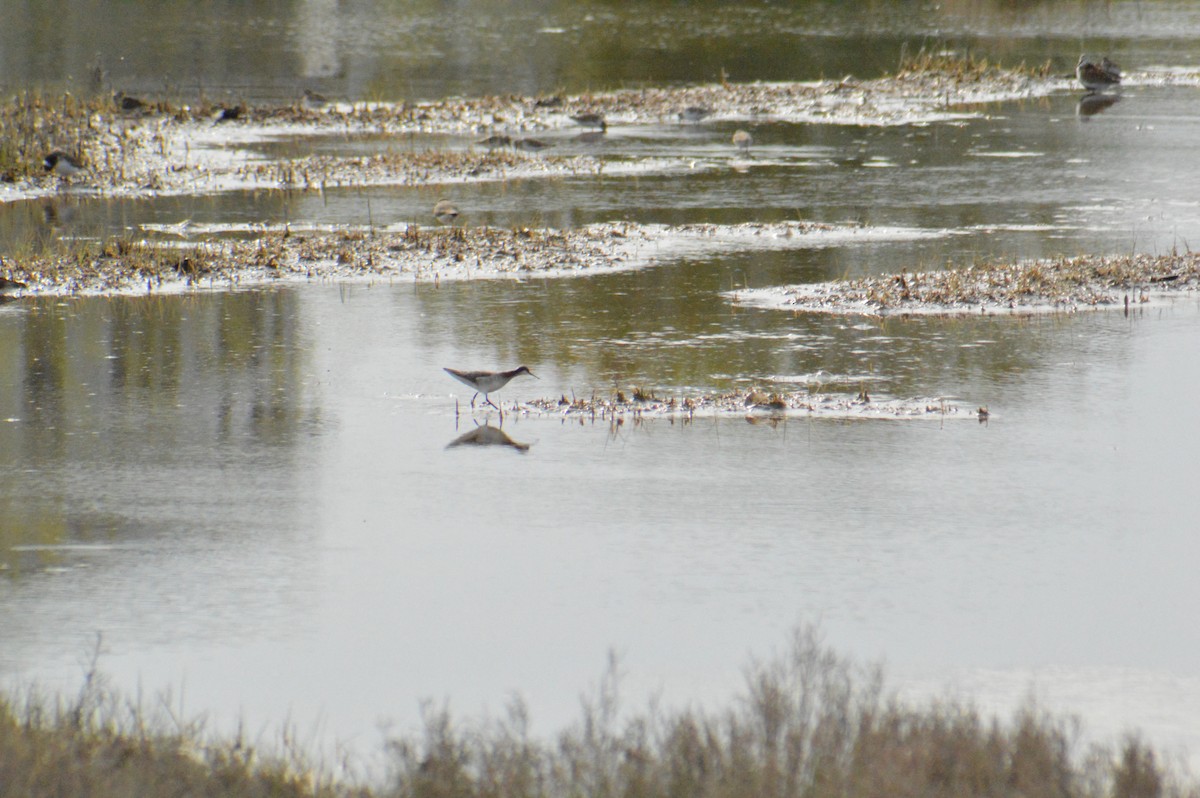 Phalarope de Wilson - ML573340191