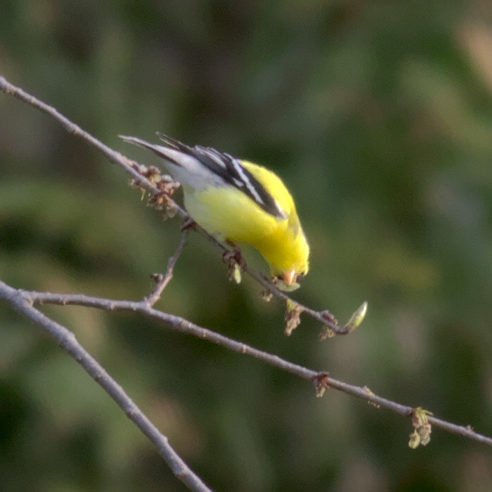 American Goldfinch - ML573340771