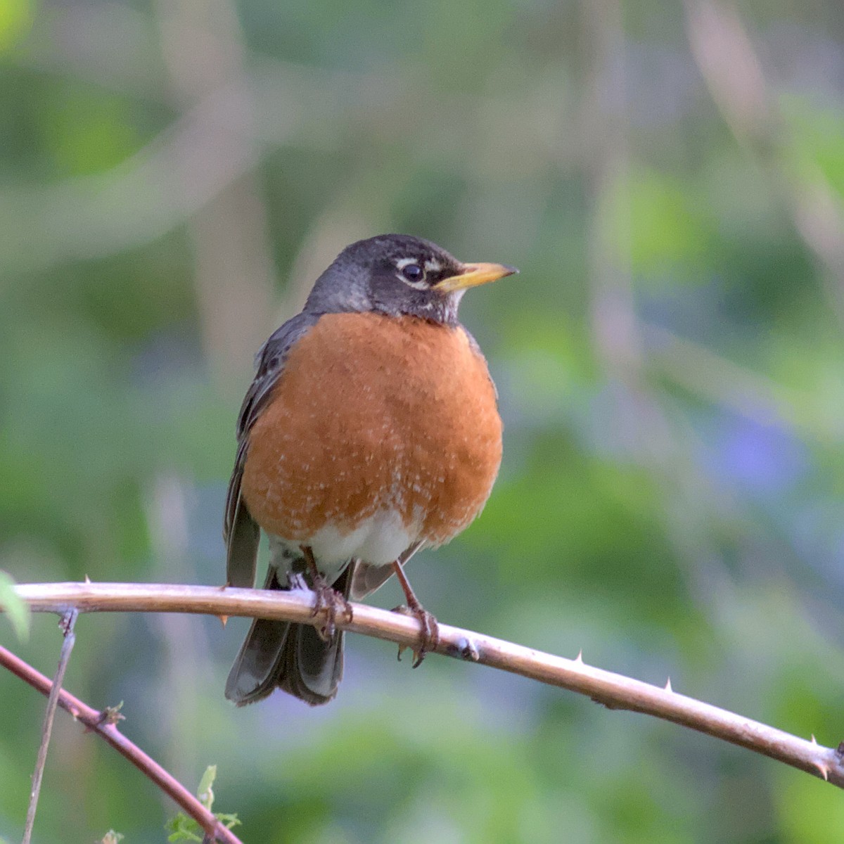 American Robin - ML573340831