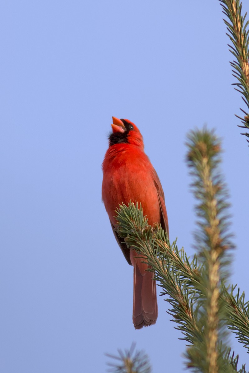 Northern Cardinal - ML573340921