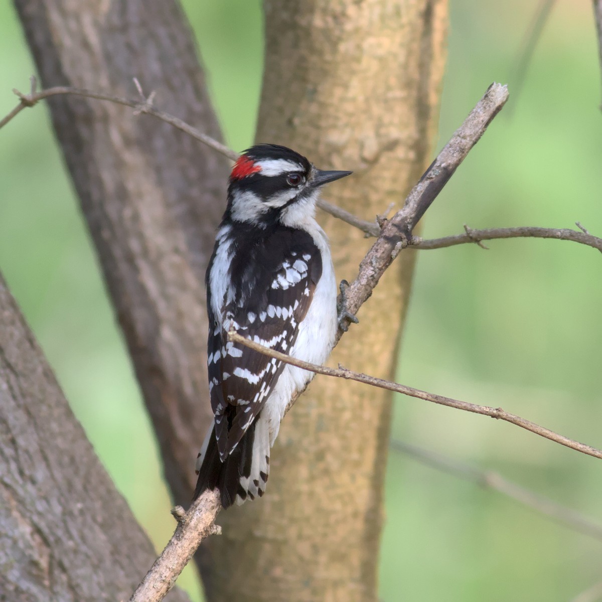 Downy Woodpecker - ML573341171