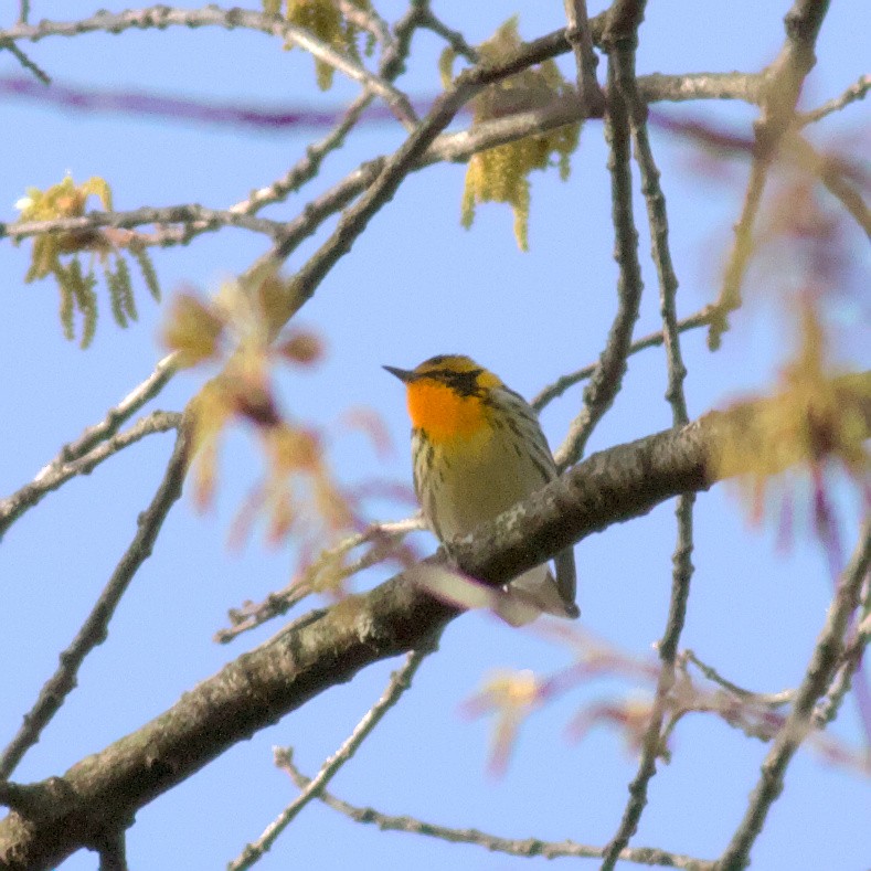 Blackburnian Warbler - ML573341301