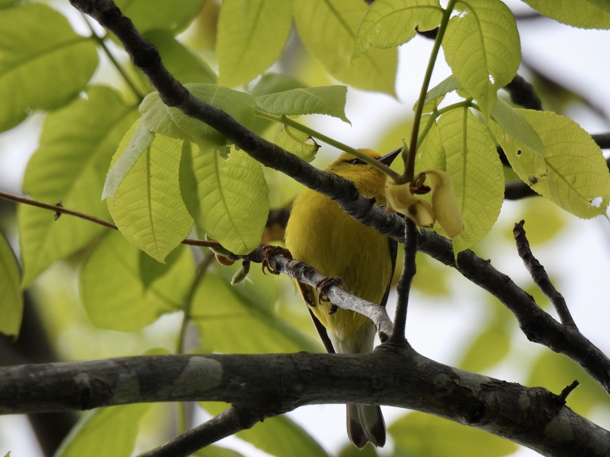 Blue-winged Warbler - ML573341351